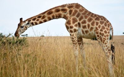 Tech Dystopia in the War on Poaching: Is It Effective?