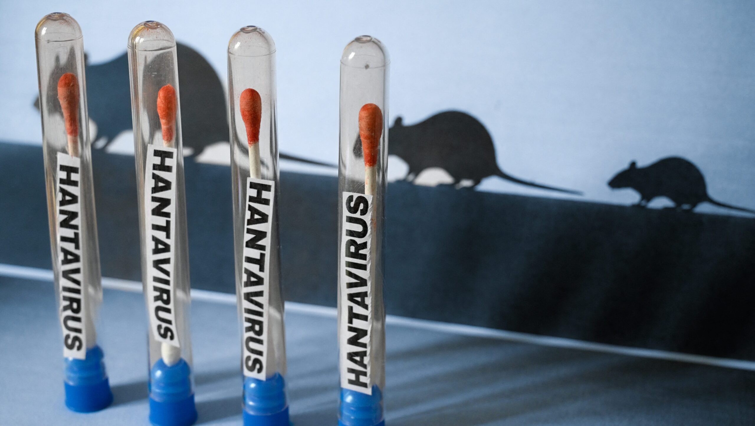 Hantavirus Contagious? Latest Outbreak, Treatments, and Risks