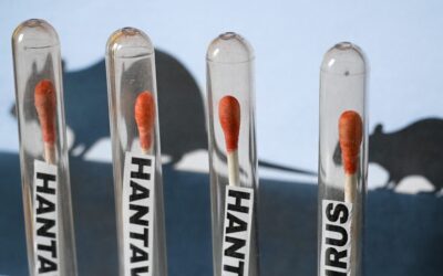 Hantavirus Update: 2026 Cruise Ship Chaos in the U.S.