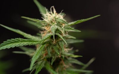 Smoke Weed and Earn Bitcoin with This Innovative Vape Pen