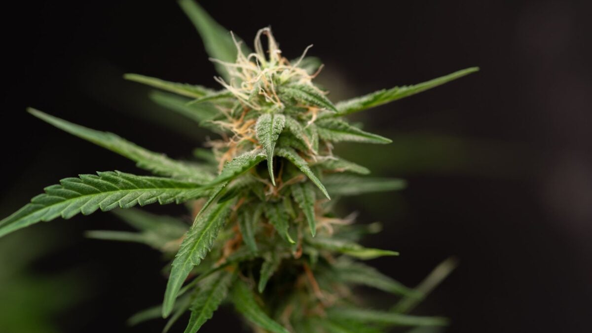 Smoke Weed and Earn Bitcoin with This Innovative Vape Pen