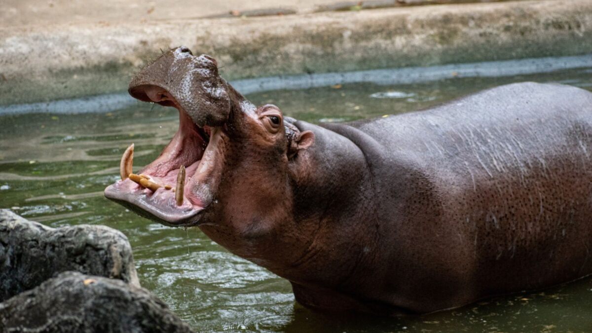 Hippo Horror Movie: Hollywood Finally Delivers the Thrills