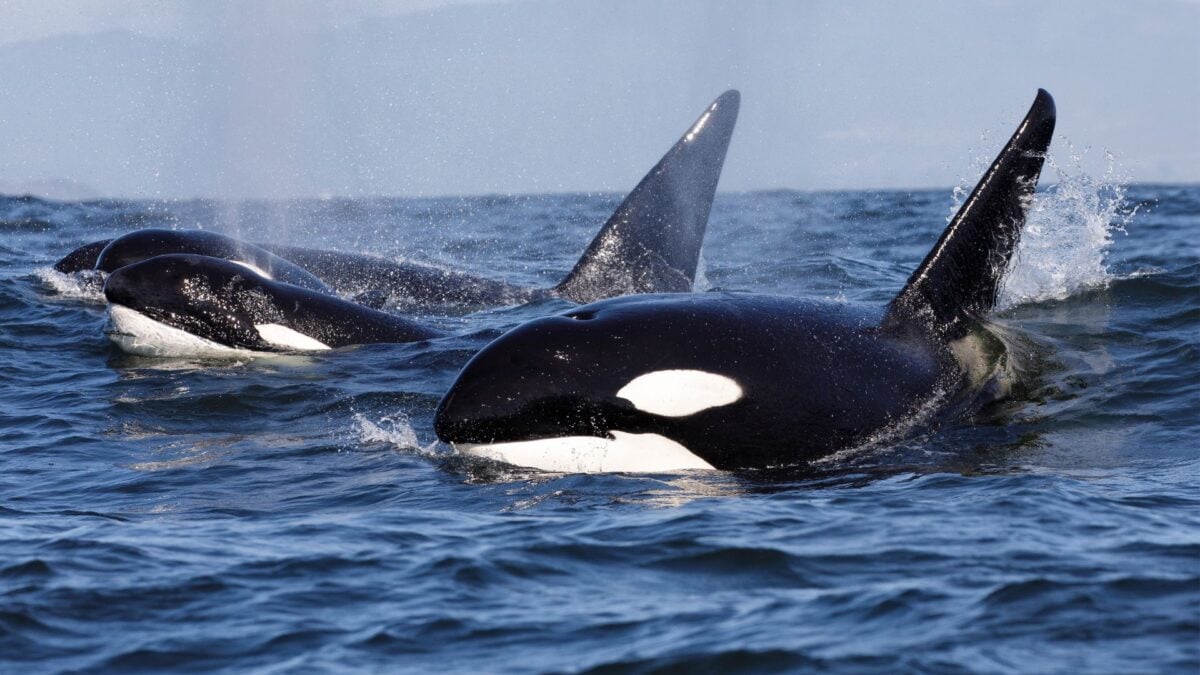 Orcas Smash Giant Dead Fish for Fun and Entertainment