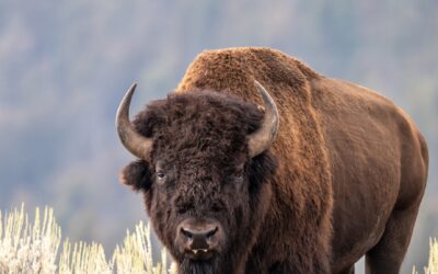 Bison Launches Man into Air in Shocking Video