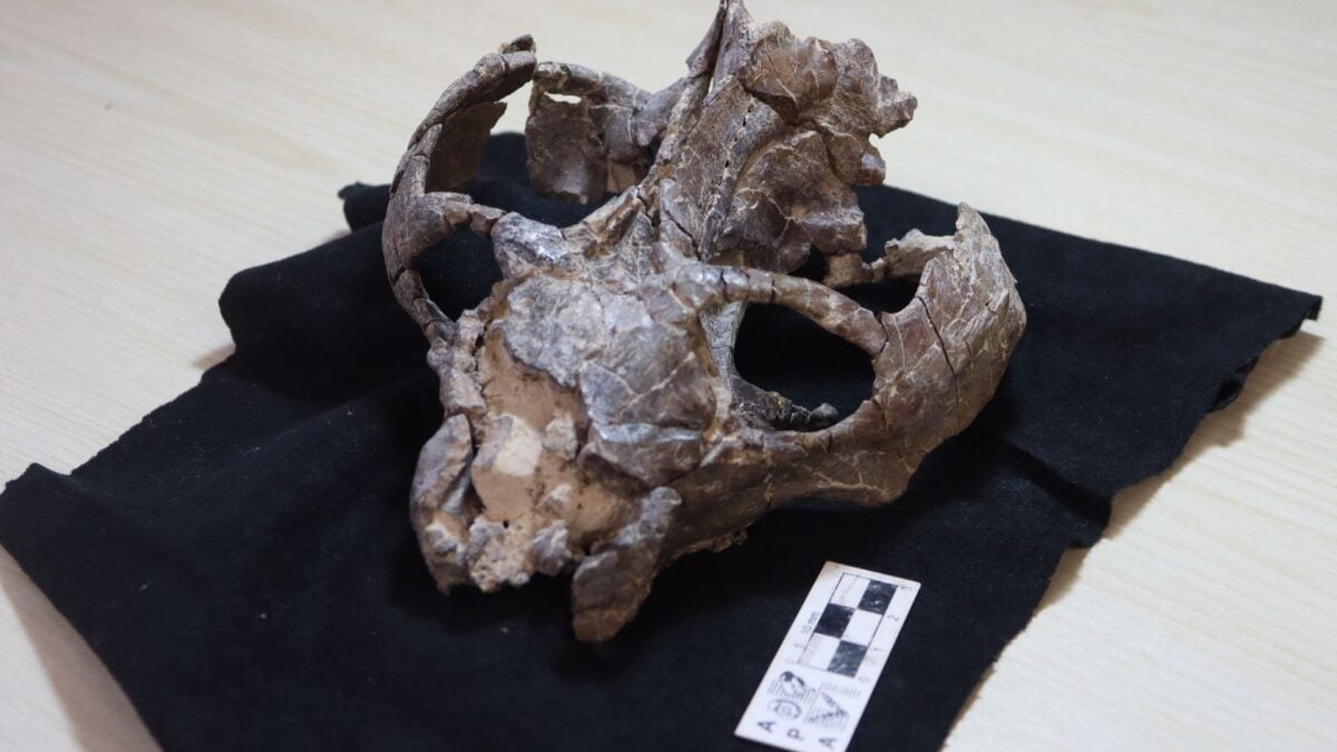 236-Million-Year-Old Fossil Redefines Live Birth History 236-Million-Year-Old Fossil Redefines Live Birth History