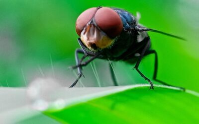 Flesh-Eating Screwworms Are Causing Fatalities Again