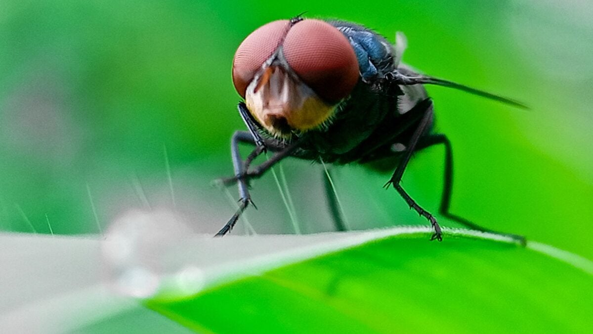 Flesh-Eating Screwworms Are Causing Fatalities Again Flesh-Eating Screwworms Are Causing Fatalities Again