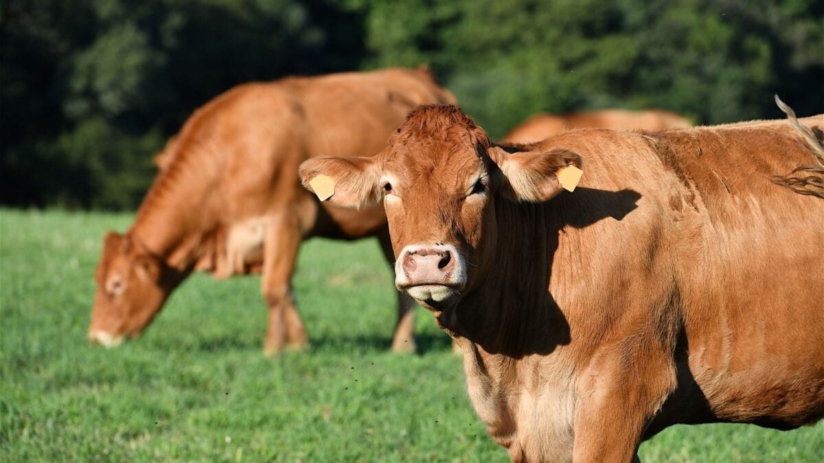 Obscure Livestock Virus Detected in Human: Fatal Outcome Obscure Livestock Virus Detected in Human: Fatal Outcome